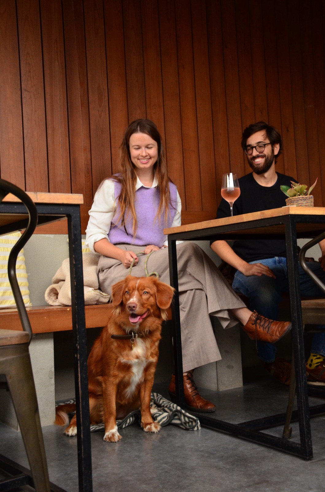 Obie - Duck Tolling Retriever 2j.